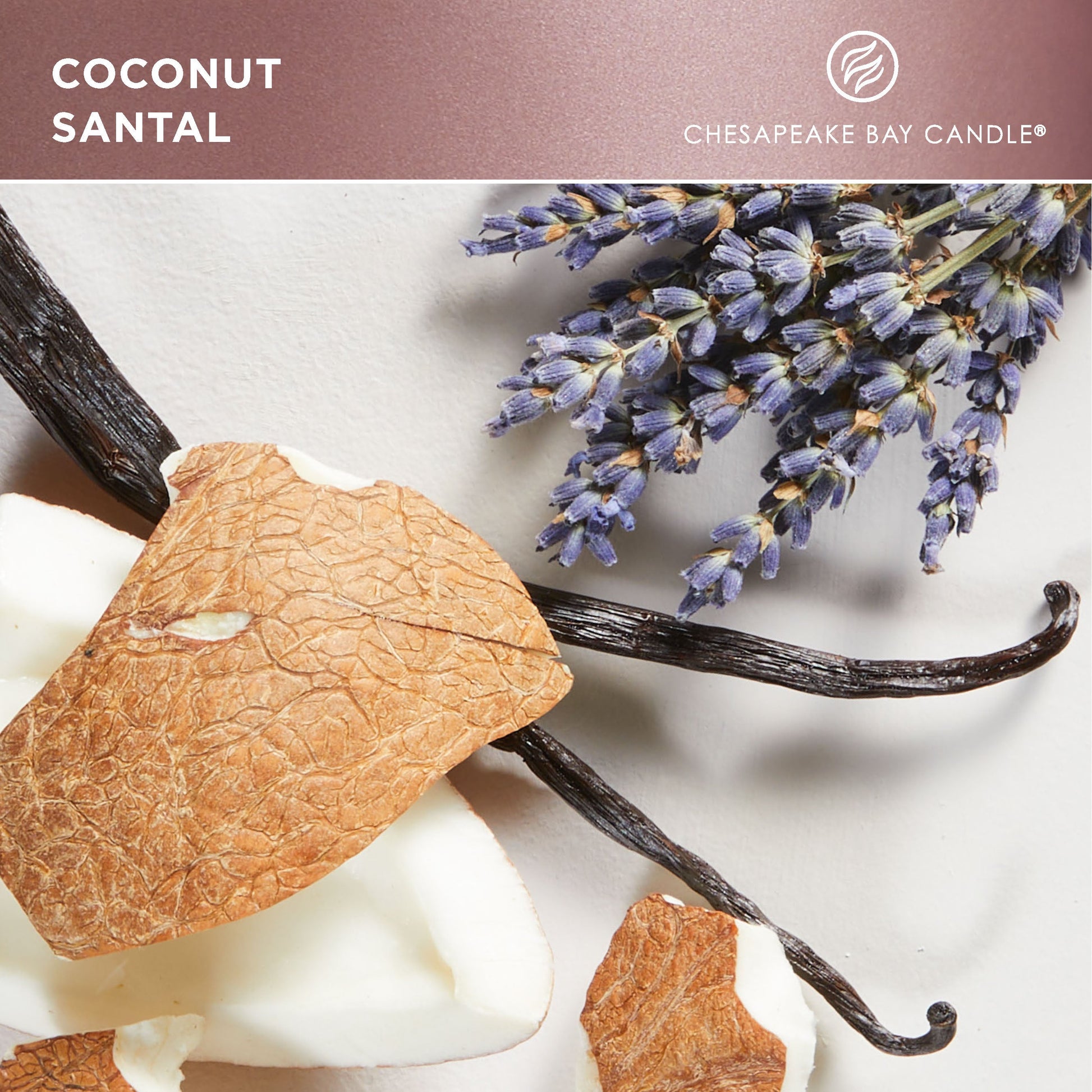 chesapeake bay candle coconut santal fragrance in 2D